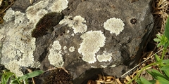 Fungi