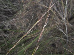 Schoenus inconspicuus