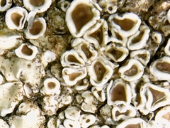 Fungi