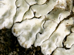 Fungi