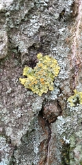 Xanthoria parietina