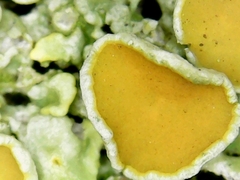 Xanthoria parietina