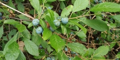 Prunus spinosa
