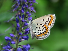 Plebejus idas