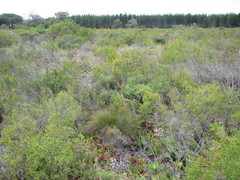 Schoenus inconspicuus