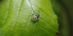 Palomena prasina