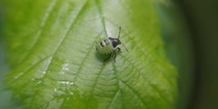 Palomena prasina