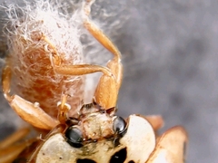 Harmonia axyridis