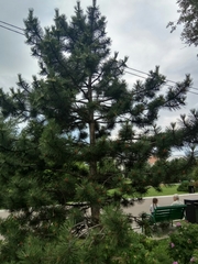 Pinus sylvestris