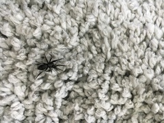 Scotophaeus scutulatus