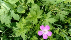 Geranium palustre