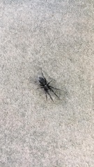 Scotophaeus scutulatus