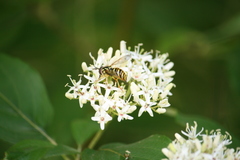 Chrysotoxum pubescens