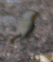 Erithacus rubecula