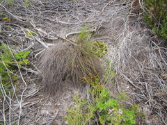 Schoenus inconspicuus