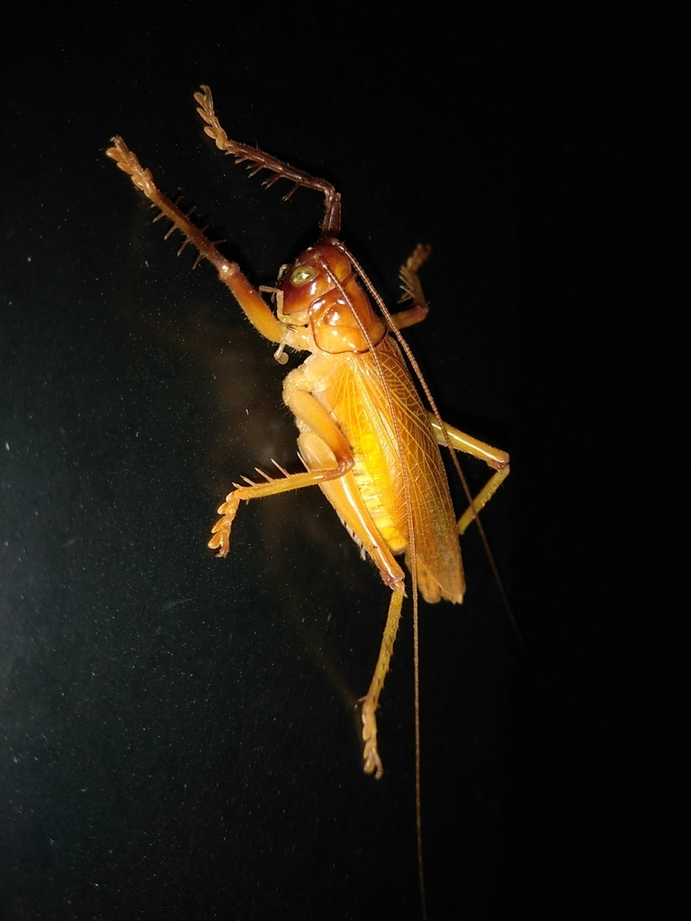 Amphibologryllacris