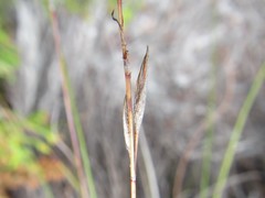 Schoenus inconspicuus