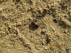 Glischrochilus grandis