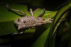 Leptopius setosus