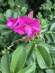 Rosa rugosa
