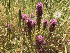 Castilleja densiflora densiflora