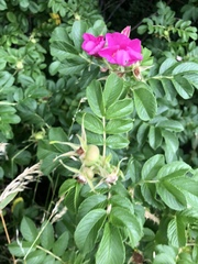 Rosa rugosa
