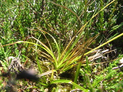 Carex breviculmis