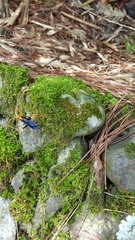 Leptodialepis bipartitus