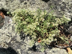 Paronychia argyrocoma