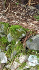 Leptodialepis bipartitus