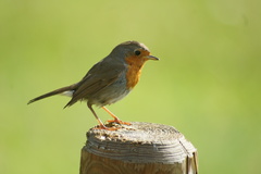 Erithacus rubecula