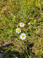 Tripleurospermum inodorum