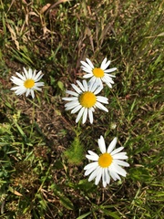 Tripleurospermum inodorum