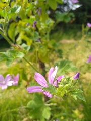 Malva sylvestris