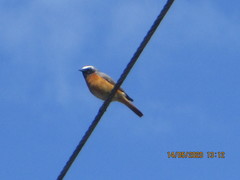 Phoenicurus phoenicurus