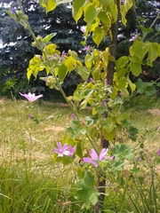 Malva sylvestris