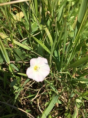 Convolvulus arvensis