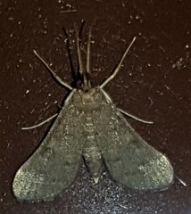 Piletocera macroperalis