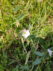 Convolvulus arvensis