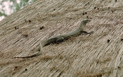 Varanus niloticus