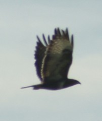 Buteo buteo