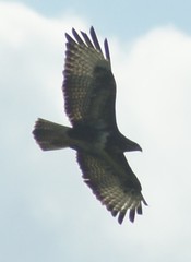 Buteo buteo