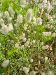 Trifolium arvense