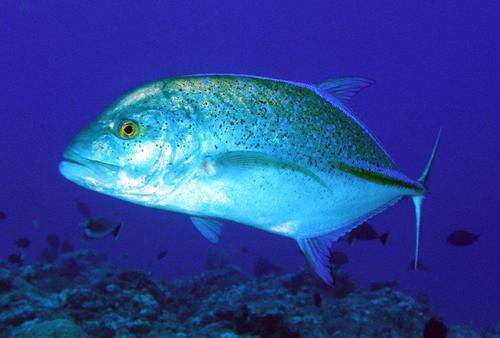 Bluefin Trevally