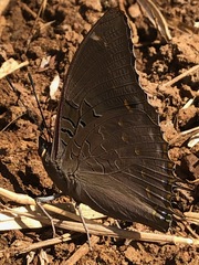 Charaxes cithaeron