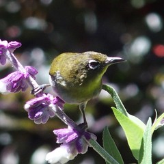 Zosterops ceylonensis