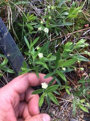 Moehringia