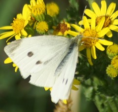 Pieris rapae