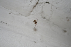 Parasteatoda lunata