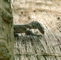 Varanus niloticus